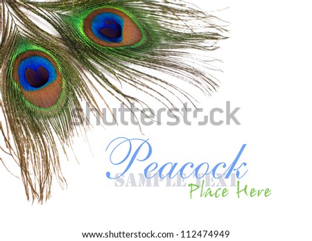 Peacock Feathers On A White Background For Design Stock Photo 112474949