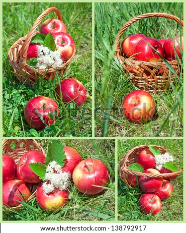 set of images of apples in a basket on the grass