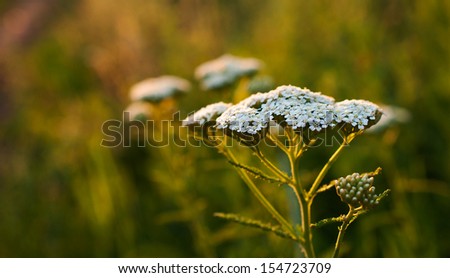 Yarrow in the rays of the setting sun close-up