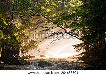 The mountain river .Rays of the sun pass through the foliage.