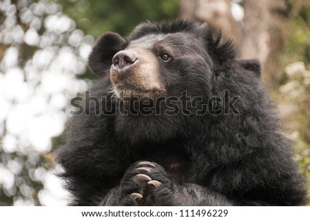 Black Bear with paws together in an Indian Zoo