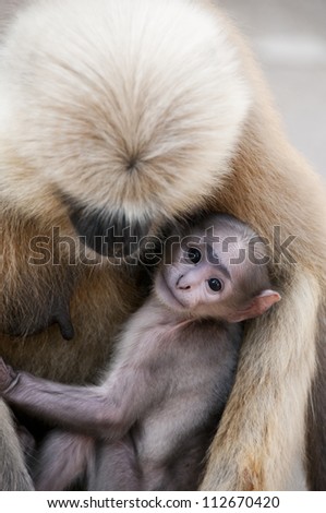 Baby Hanuman Langur Monkey with mother in Rishikesh, India