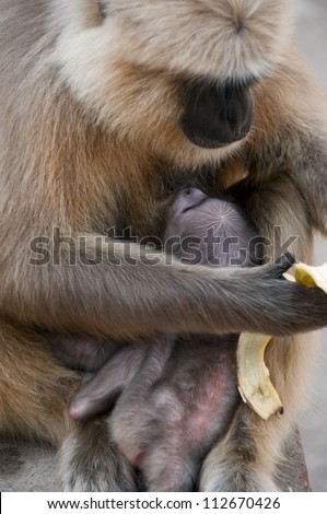Baby Hanuman Langur Monkey staring up at mother in Rishikesh, India