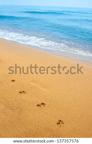 Isolated dog footsteps in sand along the shore, on tropical beach
