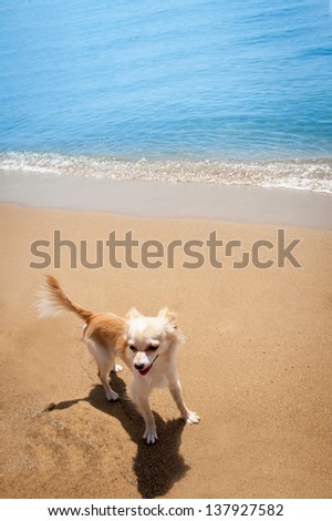 Happy bright small chihuahua on tropical beach