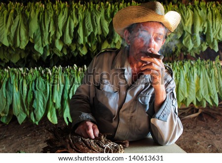 VINALES, CUBA - APRIL 22: Unidentified tobacco farmer smokes home made cigar in his drying shed, in Vinales, on April 22, 2012. Cuba has the second largest area planted with tobacco in the world..