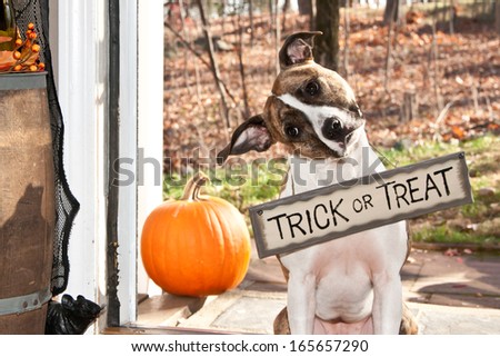 Cute Dog Trick Or Treating