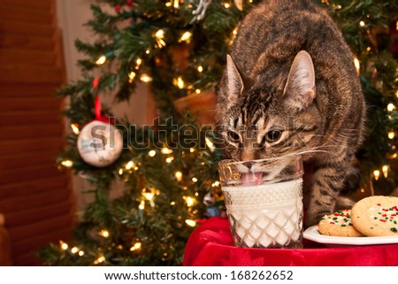 Cat drinking Santa\'s milk.