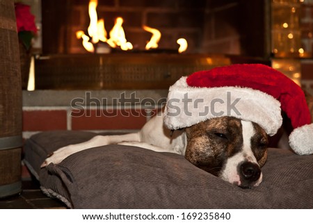 Dog sleeping by the fire