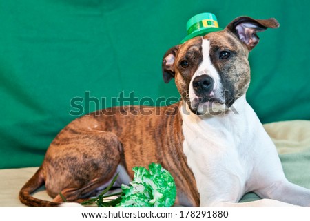 St. Patrick\'s Day Dog