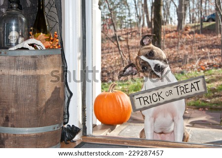 Cute Dog Trick or Treating
