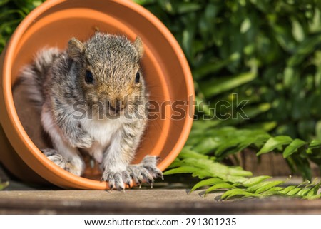 Baby Squirrel playing in garden.