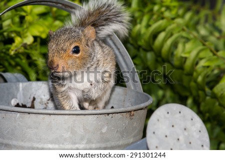 Baby Squirrel playing in garden.