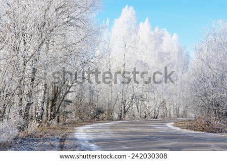 Trees covered with hoarfrost next to the road on a sunny frosty day