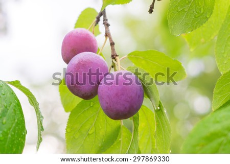 Ripe red plums on the branch in garden