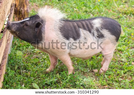 Hog standing at the fence on a farm