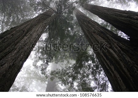 redwood trees, Redwood National Park, California
