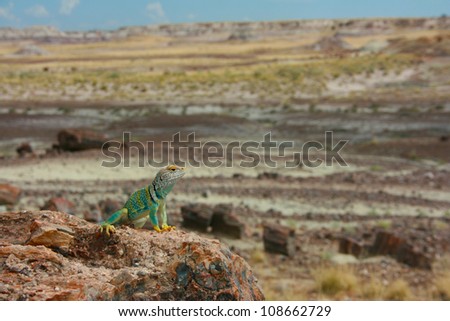 collared lizard, Crotaphytus collaris, in Petrified Forest National Park, Arizona, USA