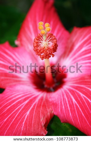 hibiscus flower, pink