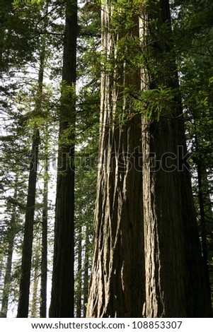 redwood tree, Redwood National Park, California, USA