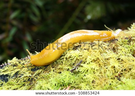 banana slug, Redwood National Park, California, USA