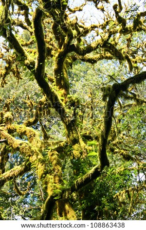 moss tree branches, Pacific Northwest, USA