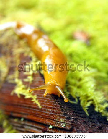 California Banana Slug