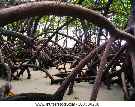 Mangrove Root in Queensland, Australia