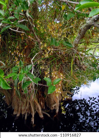 Native Orchids, Florida Everglades, Everglades National Park, Florida, USA
