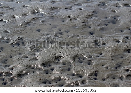 Polychaete Worm Holes, Intertidal Mudflat, Morro Bay, California