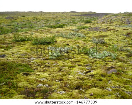 Moss covered lava plains, southern coast, Iceland