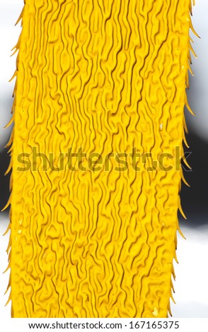 Giant Kelp Blade, Pattern