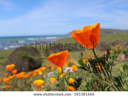 California gold poppy flowers, Highway 1, near Monterey, California