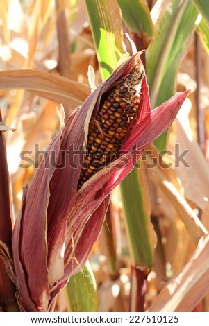 Colorful Indian Corn as decoration for Thanksgiving Table, Halloween, and the Fall Season