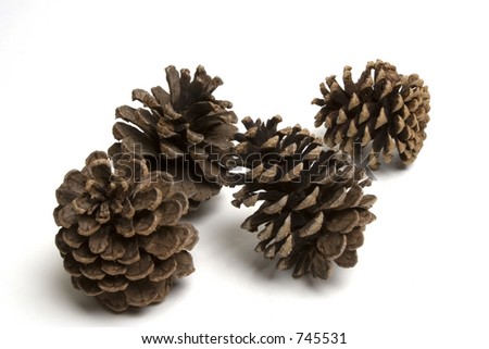 Large Pine Cones