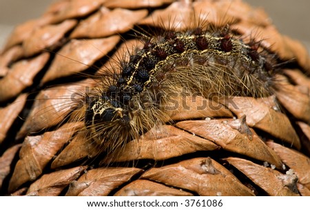 Gypsy moth larvae
