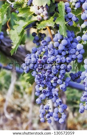 Large bunch of red wine grapes hanging on vine in wine vineyard