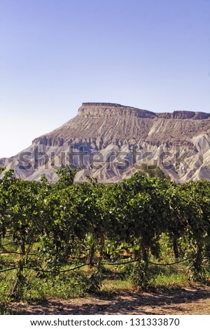 View of Book Cliffs from Palisades Colorado vineyard on clear summer day