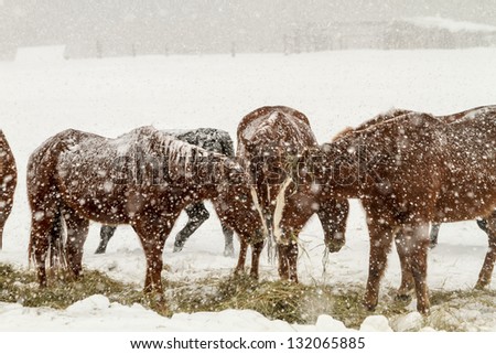 Herd of brown horses feeding in heavy snow storm