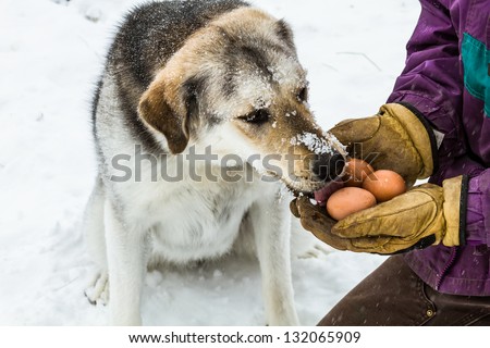 Young dog licking fresh brown chicken eggs in male hands