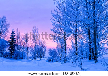 Orange and pink winter sunrise with frosted trees and freshly fallen snow