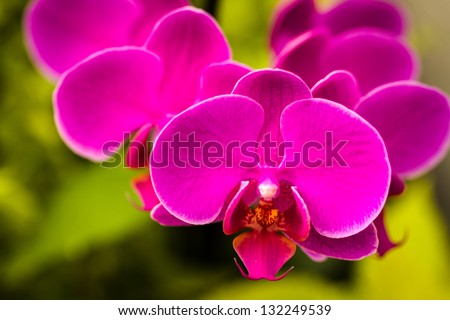 Line of bright purple orchid blossoms with yellow center