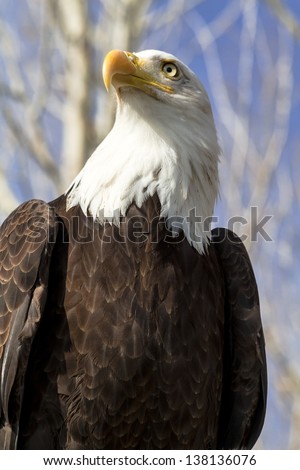 Profile view of a Bald Eagle sitting in a tree on a sunny morning