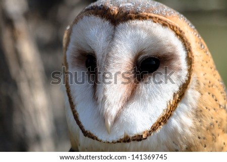 Close up of barn owl face and eye sitting in a tree in the morning sun