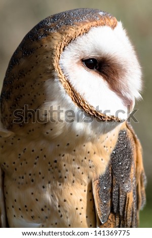 Profile of barn owl face and wing sitting in a tree