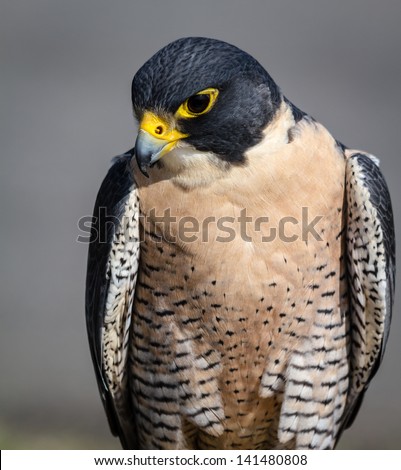 Peregrine Falcon looking down from a tree branch in the morning sun