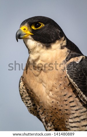 Profile of a Peregrine Falcon sitting on a tree branch in the morning sun