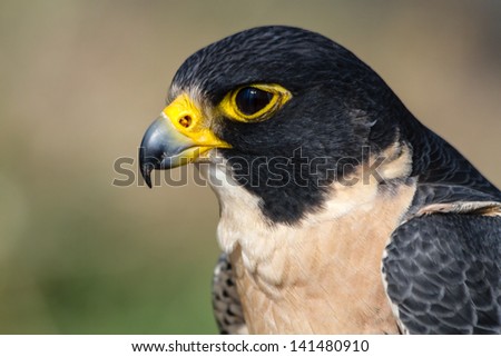 Profile of a Peregrine Falcon head sitting on a tree branch in the morning sun
