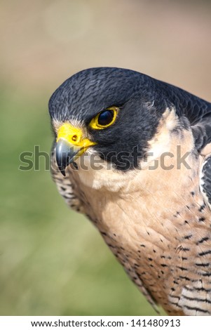 Profile of a Peregrine Falcon