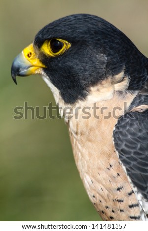 Close up of a Peregrine Falcon face